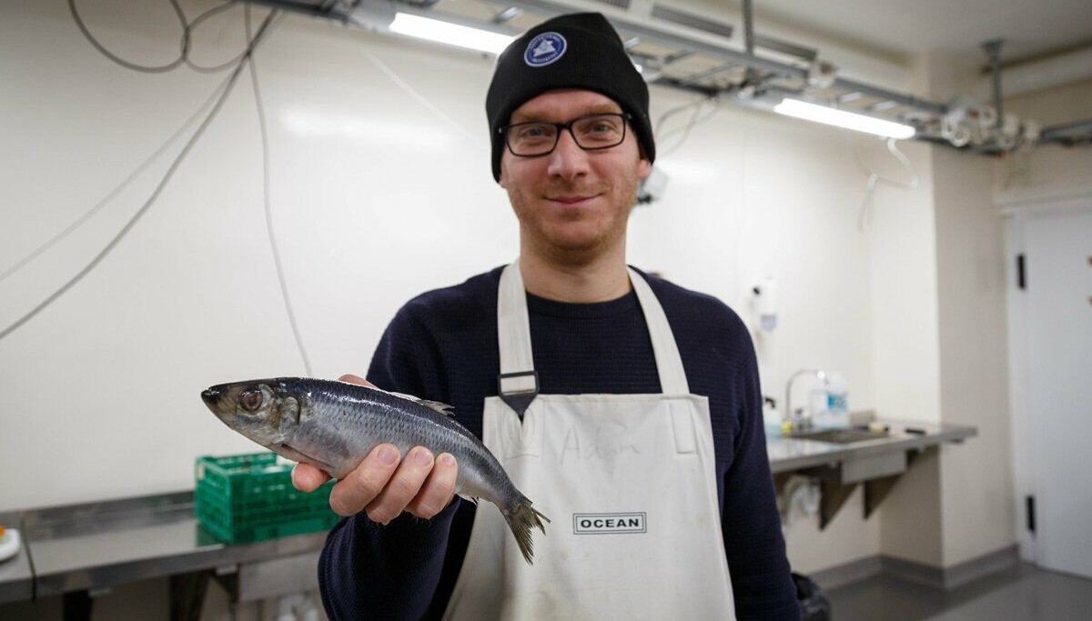 Slik ble østersjøsilda en superfisk