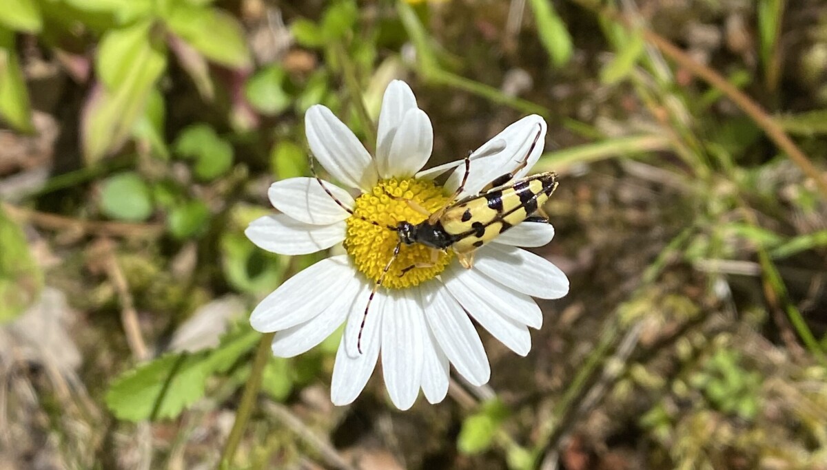Forsker lot plenen bli blomstereng – oppdaget flere nye arter