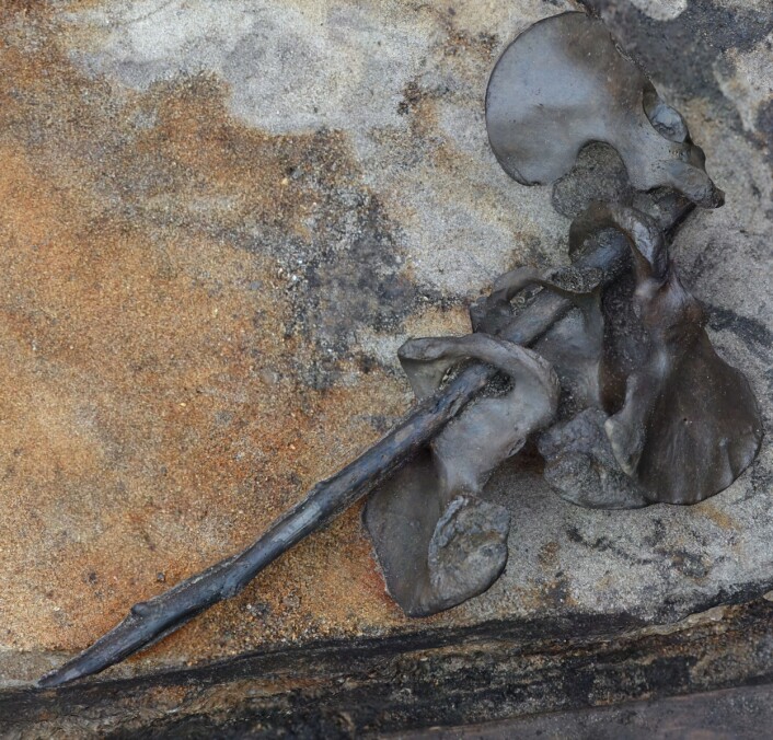 Du kan se hvordan deler av bekkenben har blitt tredd på en pinne. (Foto: PNAS) Du kan se hvordan deler av bekkenben har blitt tredd på en pinne. (Foto: PNAS)