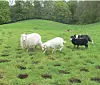 Tre sauer går over et belte med hull på en grønn eng.