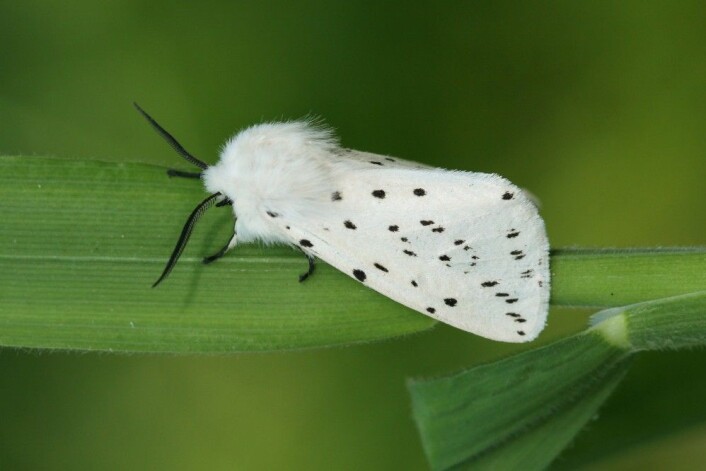 En tigerspinner (Spilosoma lubricipeda), stor og mobil som den er, klarer den seg bra i de oppstykkede leveområdene i byen. (Foto: Maarten Jacobs) En tigerspinner (Spilosoma lubricipeda), stor og mobil som den er, klarer den seg bra i de oppstykkede leveområdene i byen. (Foto: Maarten Jacobs)