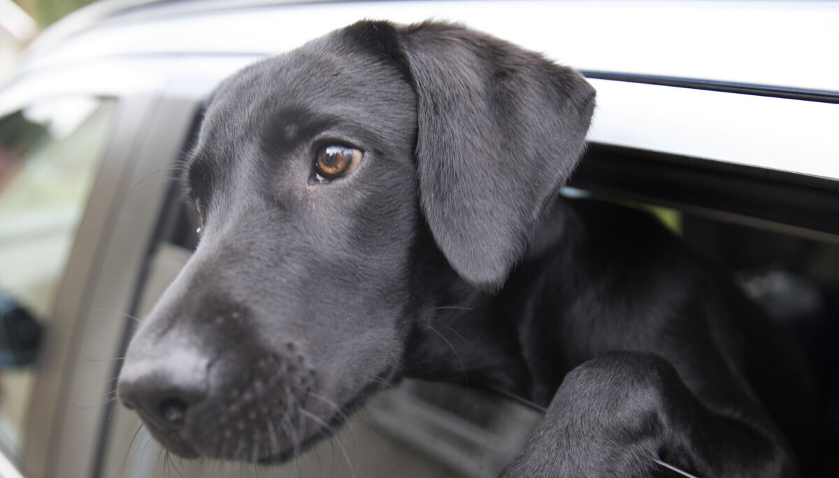 Eksperter advarer: Utenlandsreiser kan gi alvorlig sykdom hos hund