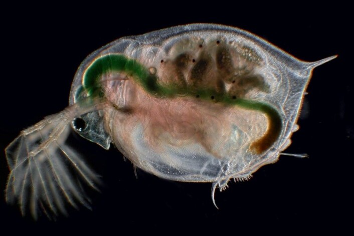 Denne vannloppa (Daphnia magna) er stor sammenlignet med andre vannlopper og er mindre utbredt i byene. (Foto: Joachim Mergeay) Denne vannloppa (Daphnia magna) er stor sammenlignet med andre vannlopper og er mindre utbredt i byene. (Foto: Joachim Mergeay)