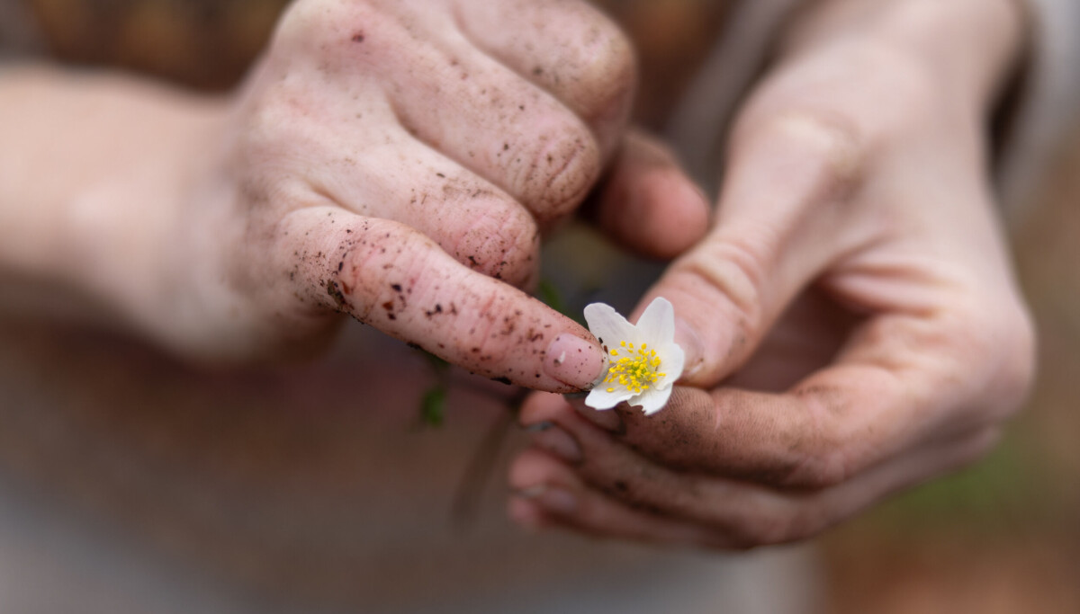 Allerede nå forbereder disse plantene neste vår