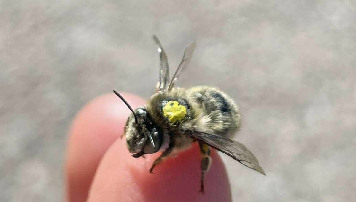 Difor merkjer forskarane biene med tusj på ryggen