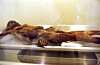 Mumien Ötzi ligger utstrakt i en glassmonter.