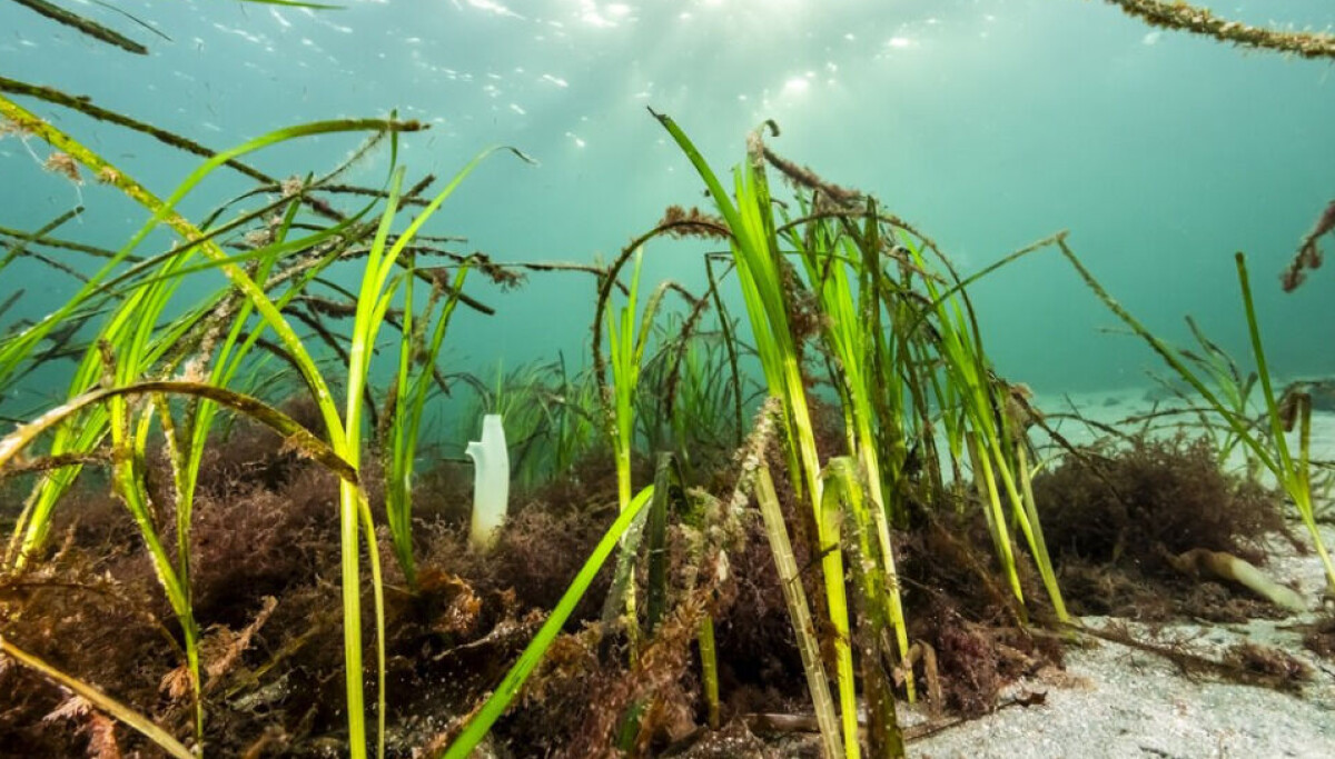 Slik vil forskarane hindre at blomsterengene i havet forsvinn