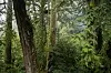 Høyt tre i tett, grønn skog med tett vegetasjon i Taiwan.