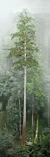 Et svært høyt tre står midt i en tåkelagt, tett skog.