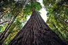 Lavvinkelbilde av det enorme Hyperion-reedwoodtreet omgitt av tett grønn skog.