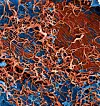 Mikroskopbilde av en sverm av ebolavirus i rødt på utsiden av en nyrecelle fra en ape.