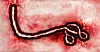 Mikroskopbilde av et trådformet Ebola-virus på rød bakgrunn.