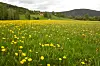 Gult løvetannfelt på grønn eng med skogkledd ås og bygninger i bakgrunnen i Sauland.