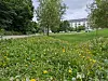 Løvetann i en park i Iladalen i Oslo, med trær og boligblokker bak.