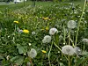 Løvetannfrøhoder i en grønn eng med mange gule blomster i bakgrunnen.