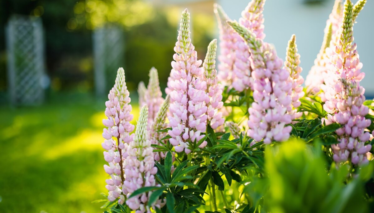 Denne planten er i ferd med å ta over naturen vår, men den kan stoppes