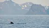 En hai-fin bryter vannflaten i havet med fjell i bakgrunnen.