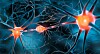 To nerveceller kommuniserer gjennom en synapse.