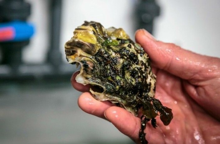 Mykje stillehavsøsters både i Stillehavet og Europa er smitta med eit spesielt hissig herpesvirus, fortel forskar.<br>(Foto: Erlend Astad Lorentzen / Havforskningsinstituttet) Mykje stillehavsøsters både i Stillehavet og Europa er smitta med eit spesielt hissig herpesvirus, fortel forskar.<br>(Foto: Erlend Astad Lorentzen / Havforskningsinstituttet)
