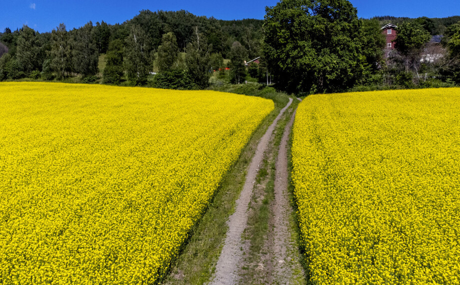 Gule rapsblomster på begge sider av en grusvei i Østre Gausdal under blå himmel.