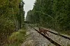 Rådyr står på jernbanespor omgitt av tett grønn skog i Tsjornobyl.