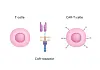 Enkelt diagram som viser en T-celle, en CAR-reseptor og en CAR-T-celle