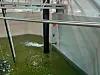Et innendørs fiskebasseng med grønnlig vannflate, metallramme og teknisk installasjon.