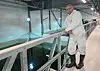 En person i hvit vernedrakt står på en gangbro ved siden av en stor innendørs fisketank.