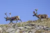 To reinsdyr går over en steinete fjellrygg under en klar blå himmel.