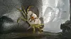 Liten edderkopp på teksturert glass med en hvit blomst bak.