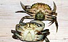 To krabber som ligger på ryggen på et lyst underlag. Den øverste har et mørkere felt ved buken, mens den nederste har et hvitt felt ved buken som er spissere i formen.