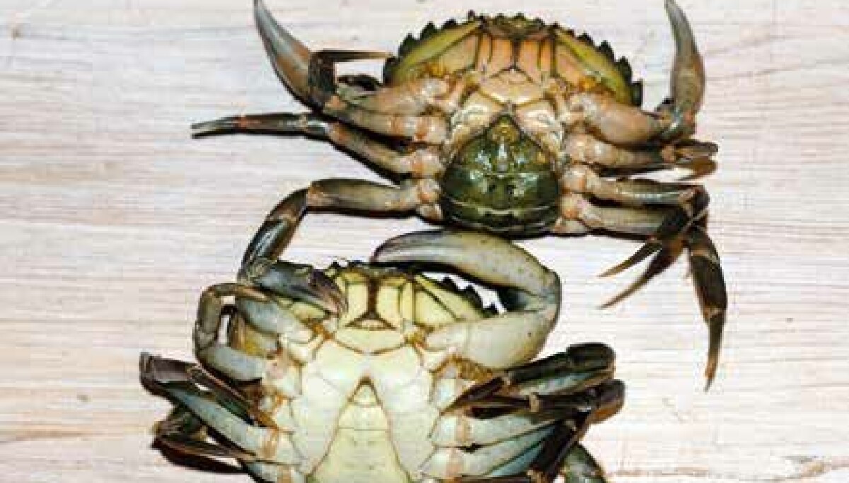 Slik ser du forskjell på hunn- og hannkrabber