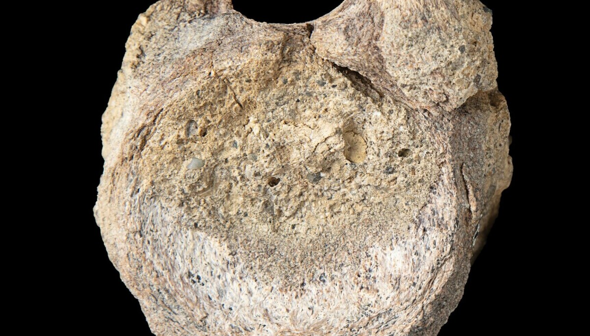 Første dinosaurfossil fra Antarktis funnet gjemt bort i skuff