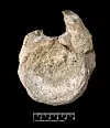 Fossilt bein på svart bakgrunn med målestokk nederst.