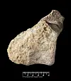 Et lite, brunt fossil mot sort bakgrunn, med målestokk under.