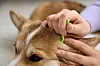 Nærbilde av hender som fjerner flått fra en hund med et grønt flåttverktøy hjemme.