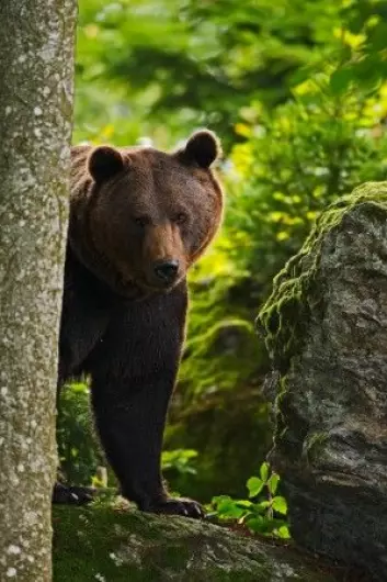 Bjørnen lusker bak et tre…. (Foto: Shutterstock / NTB Scanpix)