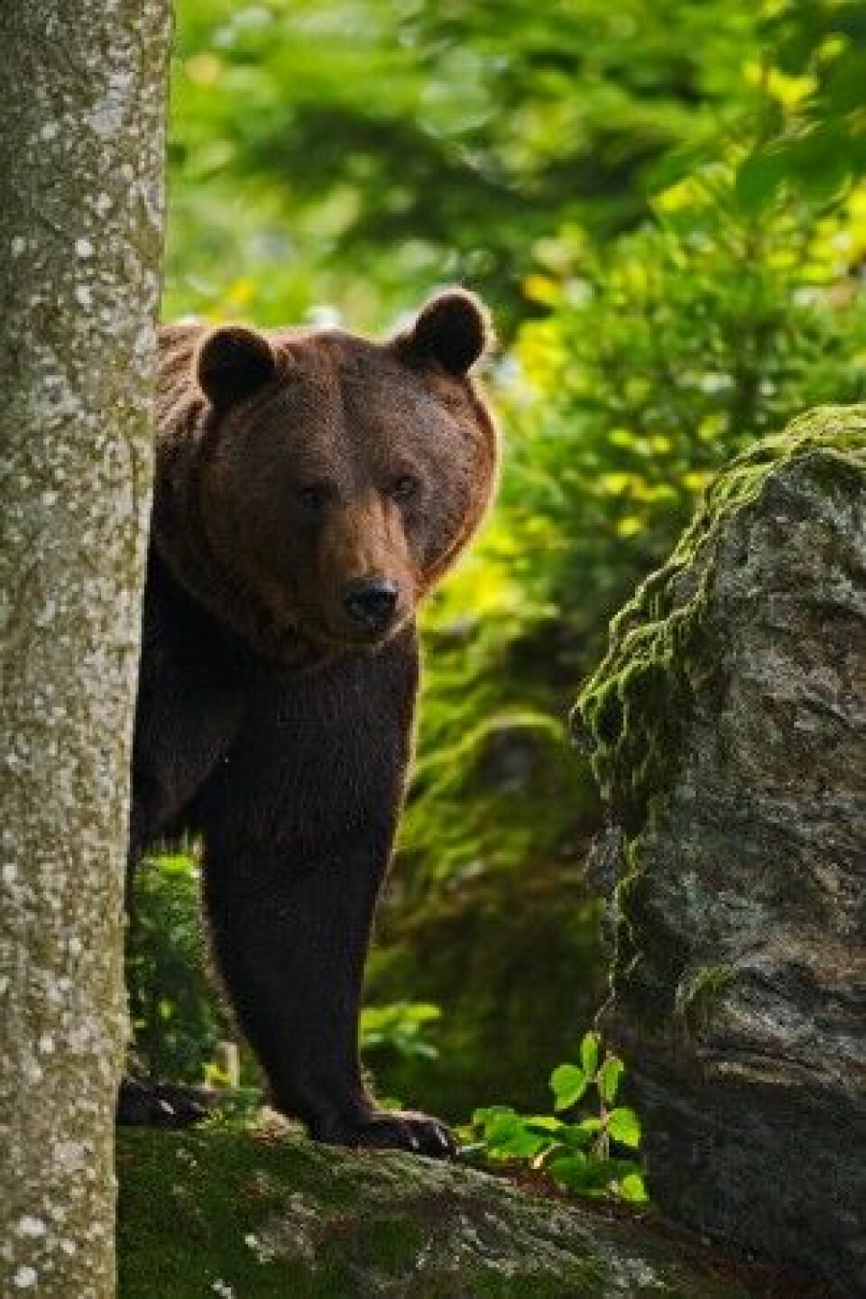 Bjørnen lusker bak et tre…. (Foto: Shutterstock / NTB Scanpix)