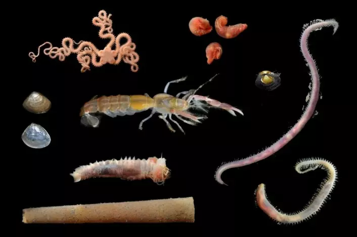 Her er noen av artene som er funnet i sjøbunnen og som ble brukt i eksperimentet. (Foto: NIVA)