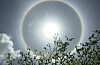 Solring rundt solen over skyet himmel, med tretopper i forgrunnen.