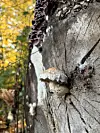 Nærbilde av en sopp som vokser ut av en sprukken trestamme i skogen.