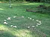 Hvite sopper danner en sirkel på en grønn gressplen med trær i bakgrunnen.