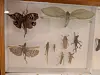 Insekter, blant annet gresshopper, utstilt og montert bak glass i en ramme.