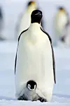Keiserpingvin med en unge på føttene.