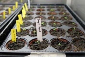 Ved å klippe i gener som styrer sinktransporten i planten, håper forskerne å skape planter med høyere innhold av sink. Sinkmangel er et problem i flere fattige land, der barn fødes med svekket immunforsvar og dvergvekst på grunn av mangel på sink. (Foto: Marie Barse) Ved å klippe i gener som styrer sinktransporten i planten, håper forskerne å skape planter med høyere innhold av sink. Sinkmangel er et problem i flere fattige land, der barn fødes med svekket immunforsvar og dvergvekst på grunn av mangel på sink. (Foto: Marie Barse)