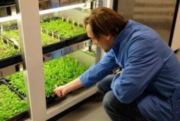 Vårskrinneblom heter planten. Forskerne eksperimenterer med å skape mutasjoner i det genet som koder for et protein som transporterer sink. (Foto: Marie Barse) Vårskrinneblom heter planten. Forskerne eksperimenterer med å skape mutasjoner i det genet som koder for et protein som transporterer sink. (Foto: Marie Barse)