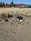 Gården skimtes i bakgrunnen, og jordet med korn - i forgrunnen ser vi en arkeolog som graver ut et skjelett rett under overflaten.