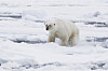 Isbjørn som går gjennom smeltevann på et snødekt isområde ved Svalbard.