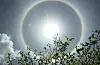 Lysende solhalo rundt solen over mørkt løvverk og skyer på himmelen.