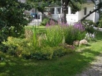Regnbed er et blomsterbed som kan motta vann fra for eksempel tak. (Foto: Bent Christen Braskerud) Regnbed er et blomsterbed som kan motta vann fra for eksempel tak. (Foto: Bent Christen Braskerud)